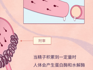 男人精子在女人体内，让你了解精子的奥秘