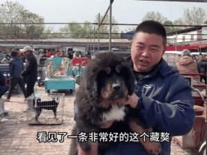 我被藏獒躁的好爽动态图——藏獒犬舍专业繁育的藏獒幼犬