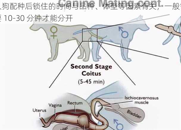 人狗配种后锁住的时间与品种、体型等因素有关，一般需要 10-30 分钟才能分开